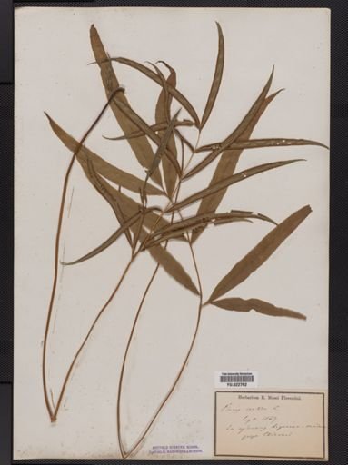 Pteris