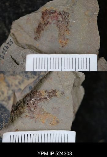undet. Asterozoa