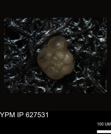 undet. Foraminiferida