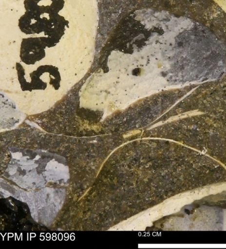 Limopsis striatopunctatus