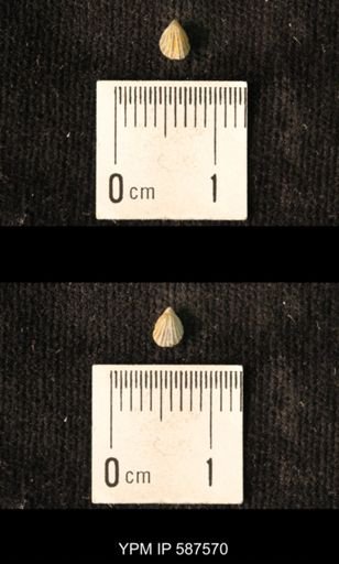 Camarotoechia whitei