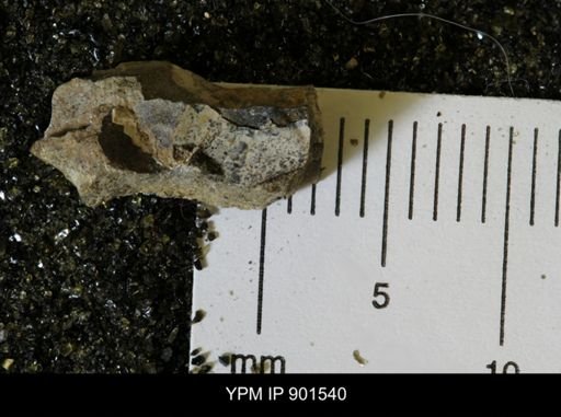 undet. Mollusca