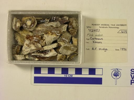 undet. Actinopterygii