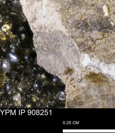 undet. Mollusca