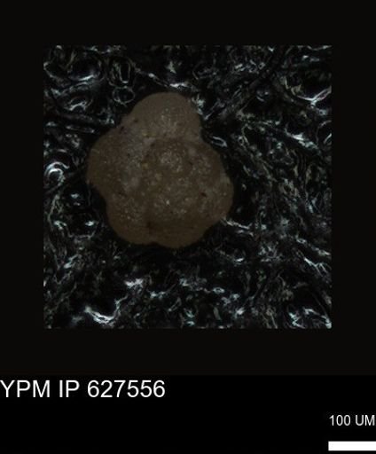 undet. Foraminiferida