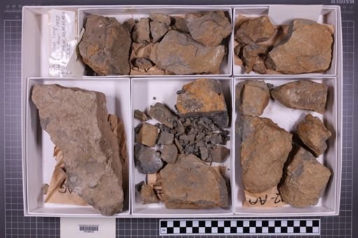 mixed taxa, stratigraphic collection