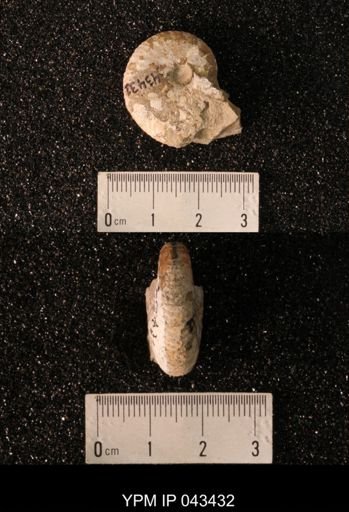 Hoploscaphites nicolletii