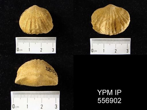 Eatonia medialis