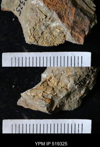 undet. Echinodermata