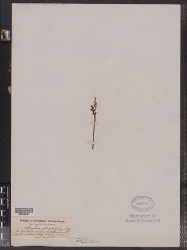 Botrychium