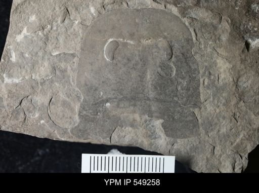 Eurypterus