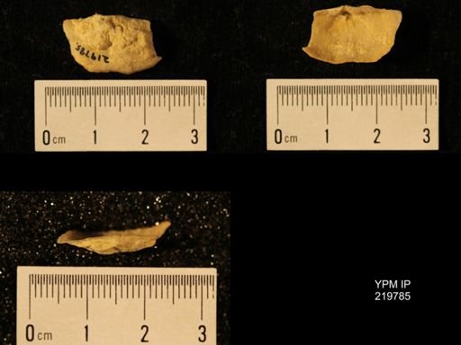 Chonetes granulifer