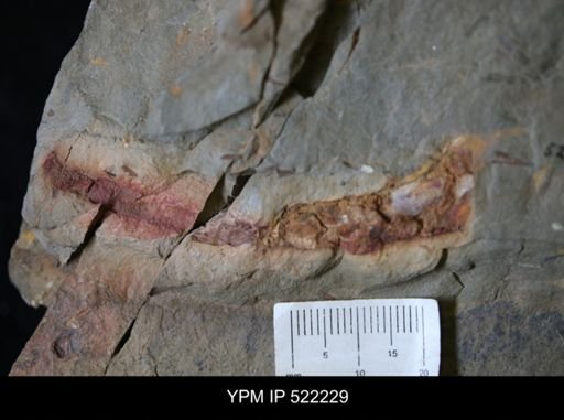undet. Graptolithina