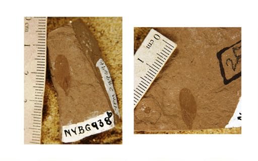 Pseudotsuga sonomensis