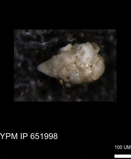 undet. Heterohelicidae
