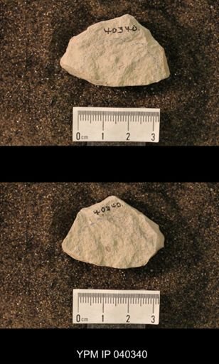 Hexapoda