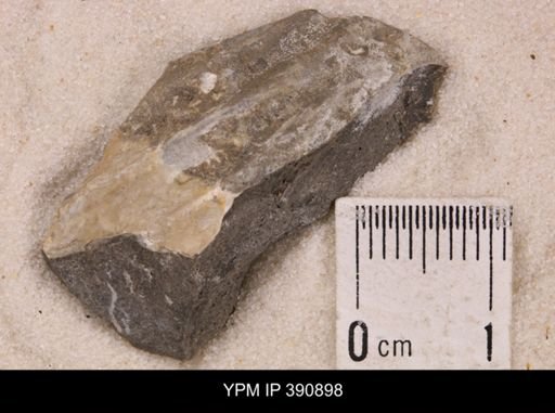 Bivalvia