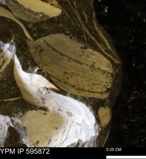 Protocardia sp.