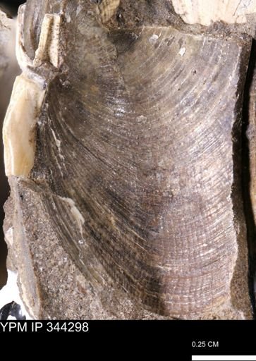 Limopsis striatopunctatus