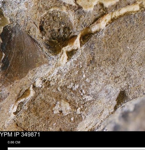undet. Mollusca