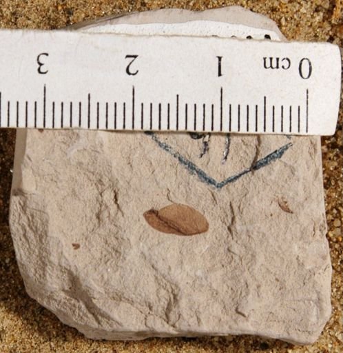 Cedrela pteraformis