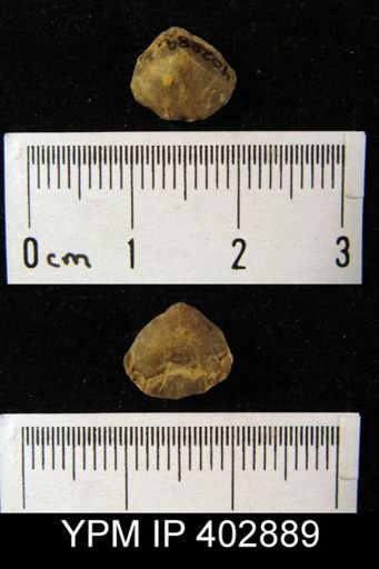 Camarophoria explanata