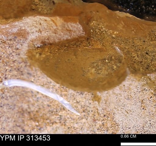 Corbicula