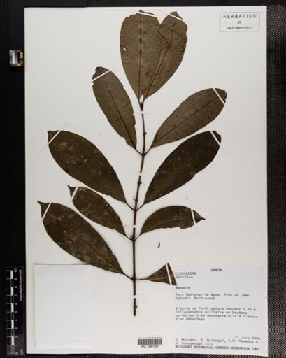 Plantae