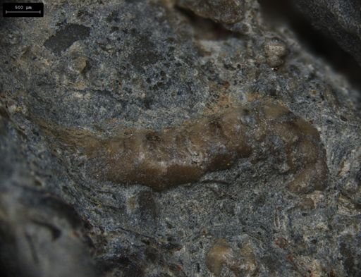 Aplocoma damesii