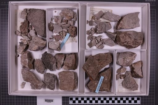 mixed taxa, stratigraphic collection