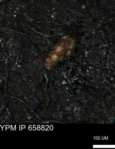 Verneuilinoides kansasensis