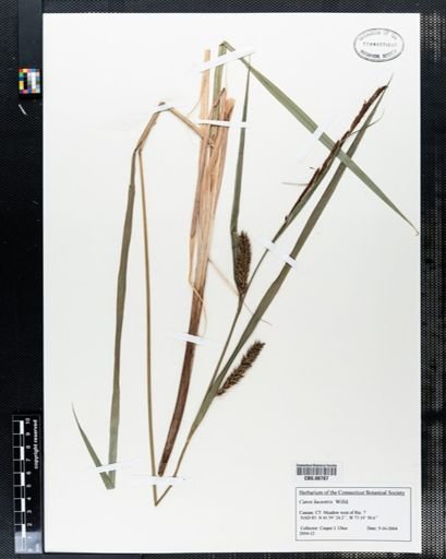 Carex lacustris