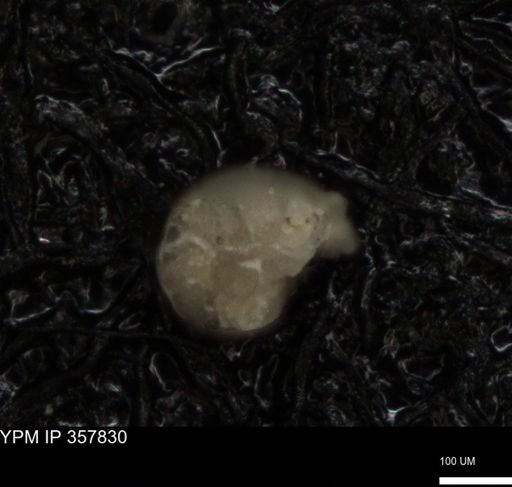undet. Foraminiferida