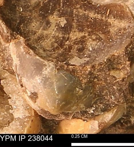 Protocardia subquadrata