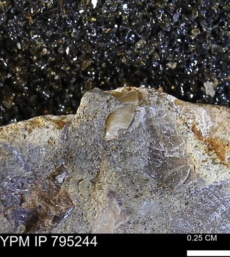 undet. Bivalvia
