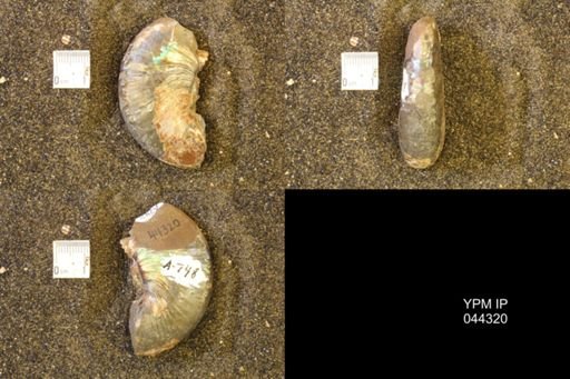Hoploscaphites comprimus