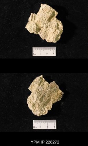 Juresania ovalis