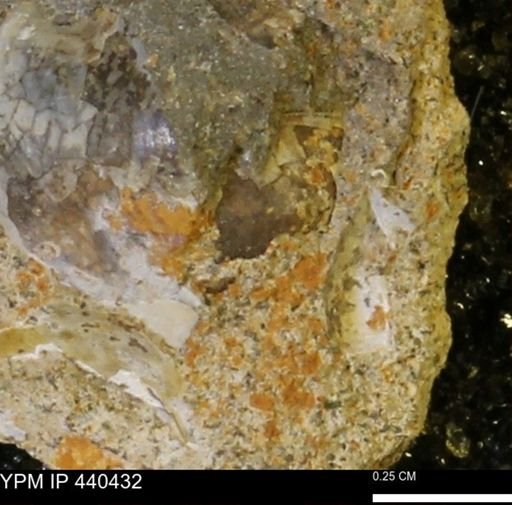 Protocardia subquadrata
