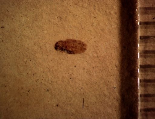 undet. Coleoptera
