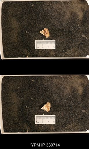 Lophospira sp.