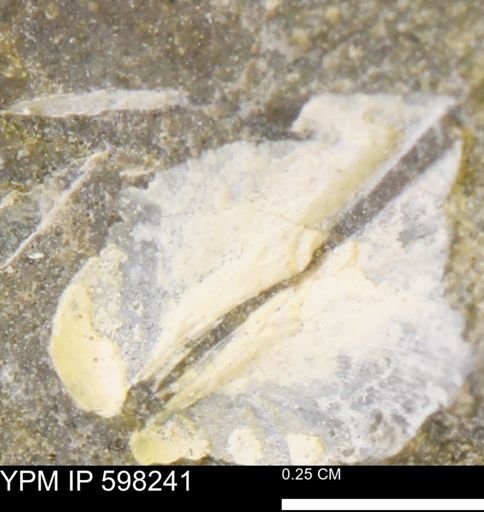 undet. Bivalvia