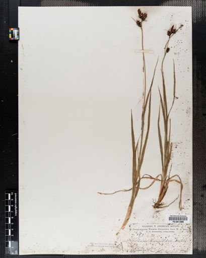 Carex