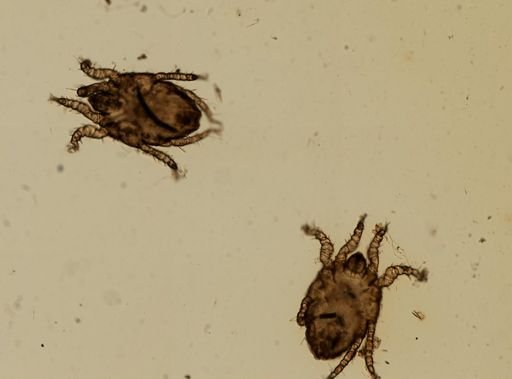 Metarhombognathus armatus americanus