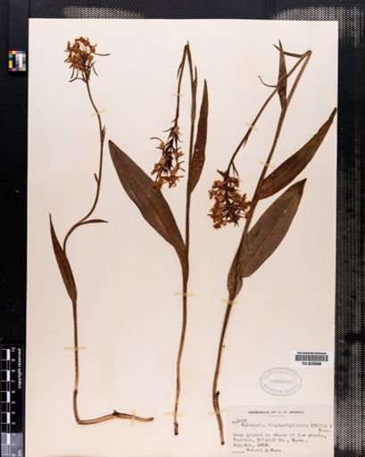 Habenaria