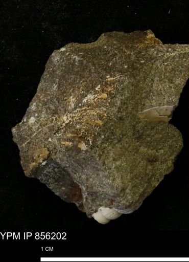 undet. Mollusca