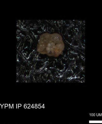 undet. Foraminiferida