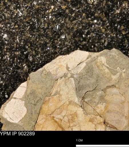 undet. Mollusca