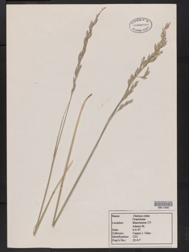 Festuca rubra