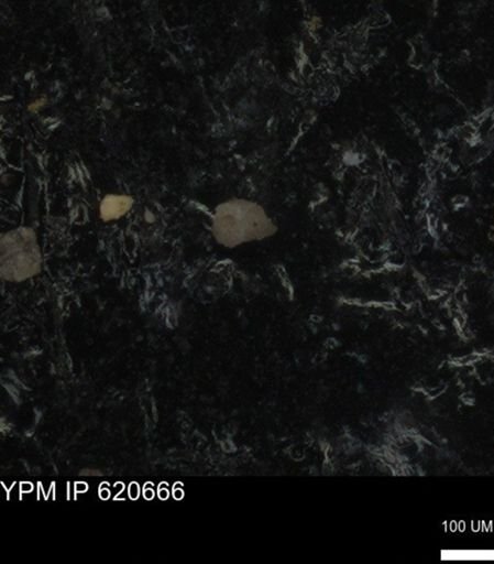 undet. Foraminiferida