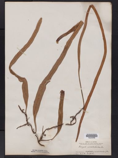Cyclophorus